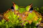 South America-Surinam Horn frog face close-up Art Print